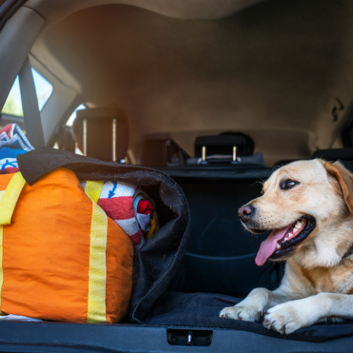 Pet Travel and Outdoor Adventure Gear