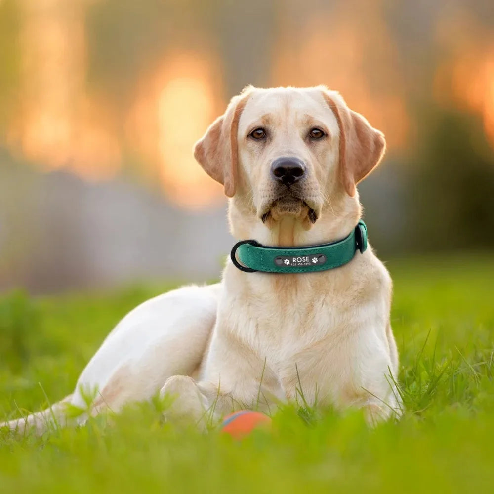 Custom ID Dog Collars