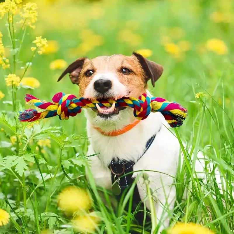 Braided Dog Chew Ropes