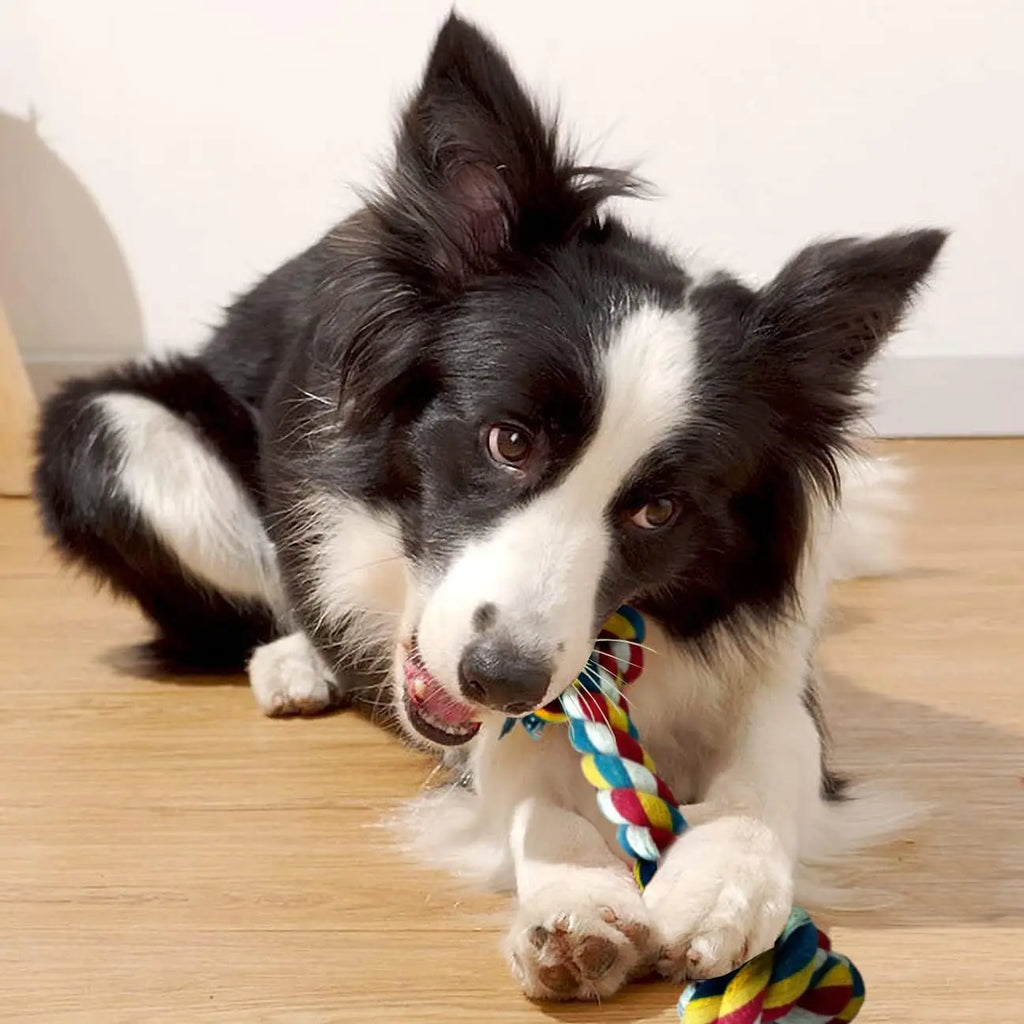 Braided Dog Chew Ropes